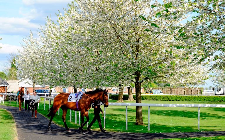 The paddock / Parade Ring