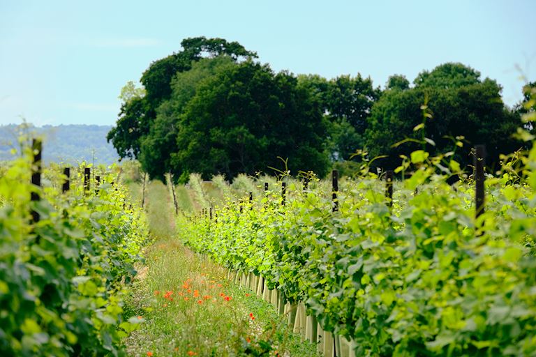 CELEBRATE ENGLISH WINE WEEK WITH US