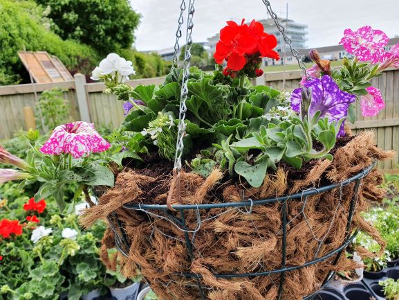 Hanging basket 5 resized.jpg